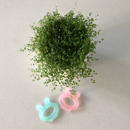 Silicone Rabbit Ear Teether | Haakaa.